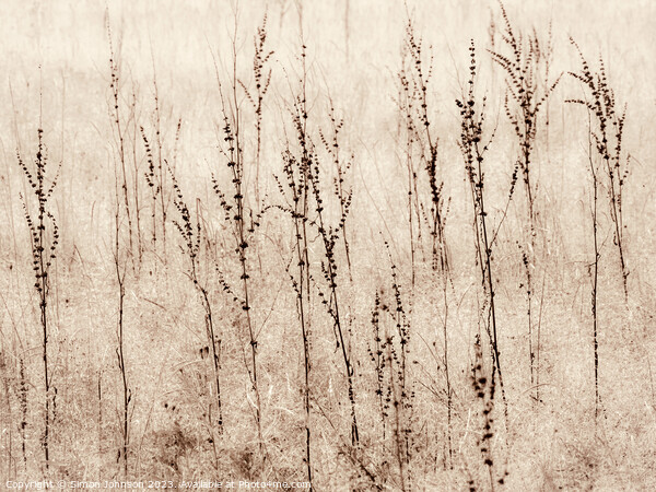 Grasses in a field monochrome  Picture Board by Simon Johnson