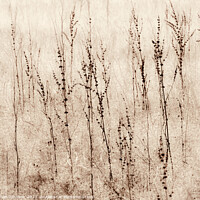 Buy canvas prints of Grasses in a field monochrome  by Simon Johnson