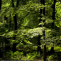 Buy canvas prints of Sunlit Woodland  by Simon Johnson