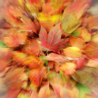 Buy canvas prints of autumn collage by Simon Johnson