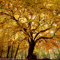 Buy canvas prints of Autumn Beech tree by Simon Johnson
