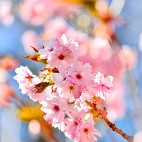 Buy canvas prints of Pink Cherry blossom by Simon Johnson