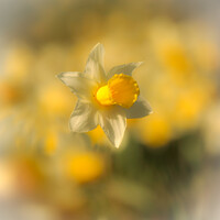 Buy canvas prints of A close up of a daffodil  by Simon Johnson