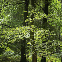 Buy canvas prints of Sunlit woodland  by Simon Johnson