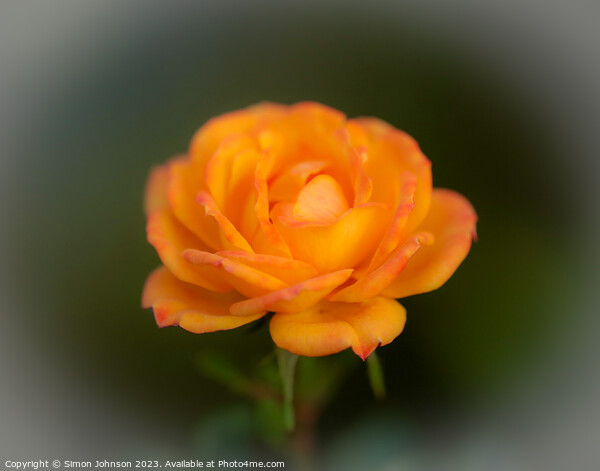 Rose flower soft focus Picture Board by Simon Johnson