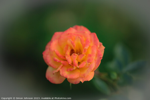 Orange Rose Picture Board by Simon Johnson