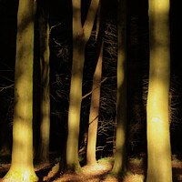 Buy canvas prints of Sunlit woodland  by Simon Johnson