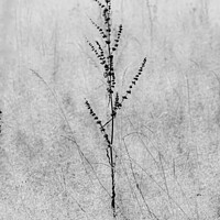 Buy canvas prints of Grass by Simon Johnson
