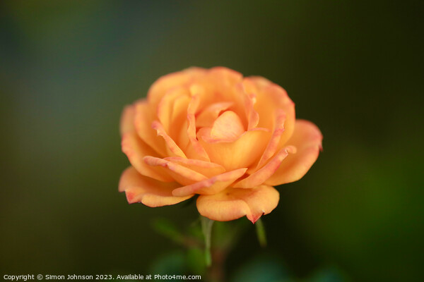 Orange rose with soft focus  Picture Board by Simon Johnson
