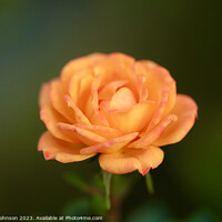 Buy canvas prints of Orange rose with soft focus  by Simon Johnson