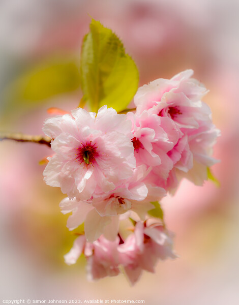 Spring blossom with soft focus  Picture Board by Simon Johnson