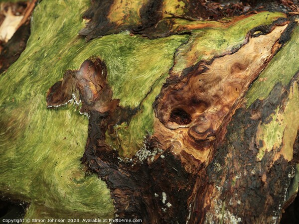 Bark and lichen Picture Board by Simon Johnson