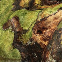Buy canvas prints of Bark and lichen by Simon Johnson