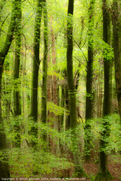 wet woodland wiyh soft focus Picture Board by Simon Johnson