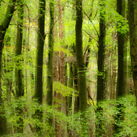 Buy canvas prints of wet woodland wiyh soft focus by Simon Johnson