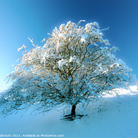 Buy canvas prints of Frosted  tree by Simon Johnson