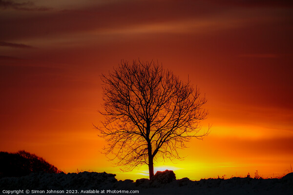tree silhouette  Picture Board by Simon Johnson