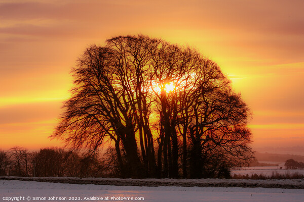tree silhouette  sunrise Picture Board by Simon Johnson
