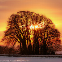 Buy canvas prints of tree silhouette  sunrise by Simon Johnson