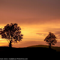 Buy canvas prints of  tree silhouettes  at sunset by Simon Johnson