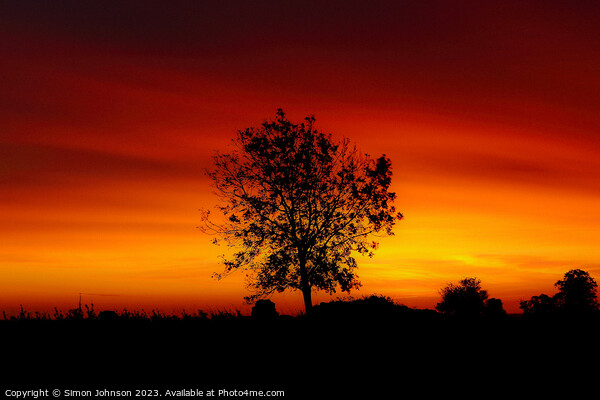 Tree silhouette at sunset  Picture Board by Simon Johnson