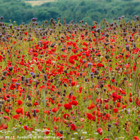 Buy canvas prints of Poppy  field by Simon Johnson