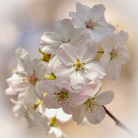 Buy canvas prints of Sunlit spring Blossom  by Simon Johnson