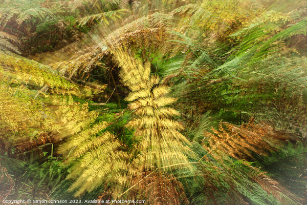 creative ferns Picture Board by Simon Johnson
