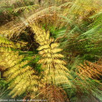 Buy canvas prints of creative ferns by Simon Johnson