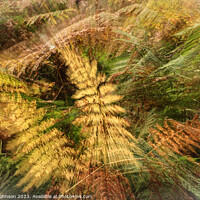 Buy canvas prints of autumnal ferns by Simon Johnson