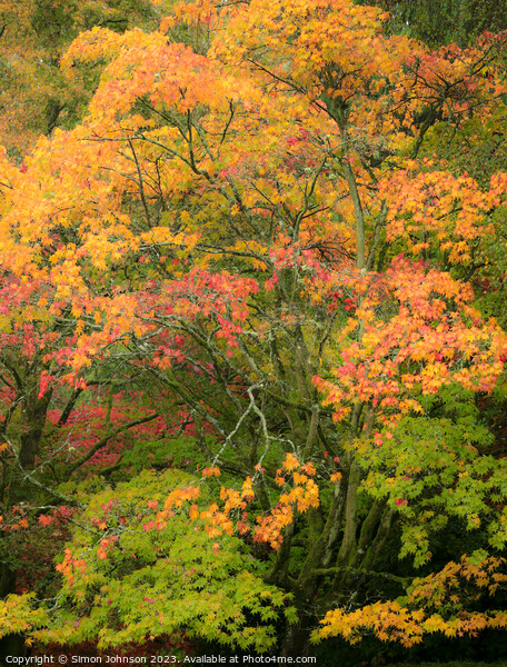 Autumn acer trees Picture Board by Simon Johnson