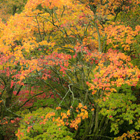 Buy canvas prints of Autumn acer trees by Simon Johnson