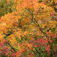 Buy canvas prints of Acer autumn Leaves  by Simon Johnson