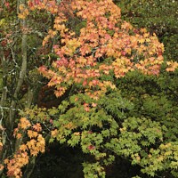 Buy canvas prints of Autumnal Acer leaves  by Simon Johnson