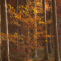 Buy canvas prints of Sun Autumn tree and leaves  by Simon Johnson