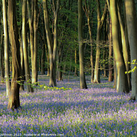 Buy canvas prints of Bluebell Woodland  by Simon Johnson