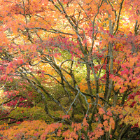 Buy canvas prints of Acer tree and leaves Autumn  by Simon Johnson