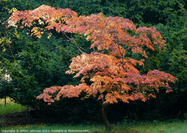 Acer tree in autumn  Picture Board by Simon Johnson