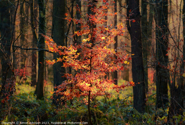 Sunlit autumnal tree Picture Board by Simon Johnson