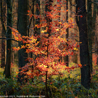Buy canvas prints of Sunlit autumnal tree by Simon Johnson