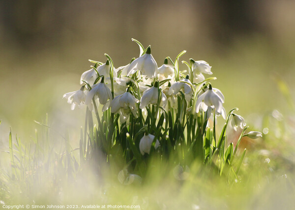 Low angle view of Snowdrops Picture Board by Simon Johnson