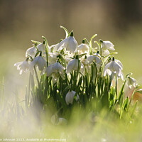 Buy canvas prints of Low angle view of Snowdrops by Simon Johnson