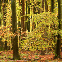 Buy canvas prints of Autumnal woodland by Simon Johnson