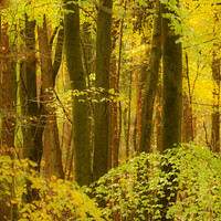 Buy canvas prints of Beech Woodland  by Simon Johnson