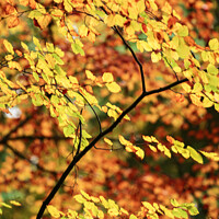 Buy canvas prints of Autumnal beech leaves  by Simon Johnson