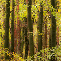 Buy canvas prints of Beech woodland in autumn  by Simon Johnson