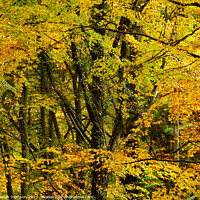 Buy canvas prints of Woodland canopy  by Simon Johnson