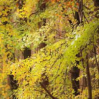 Buy canvas prints of Beech woodland in autumn  by Simon Johnson