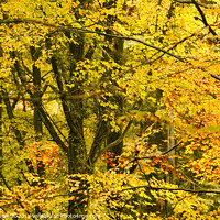 Buy canvas prints of Autumn woodland canopy  by Simon Johnson