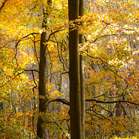 Buy canvas prints of Golden Woodland with Soft focus by Simon Johnson